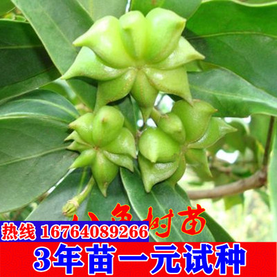 食用大料八角苗八角大料树苗包邮八角树苗大茴香苗大料庭院四季种
