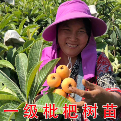嫁接枇杷果苗树大五星白玉枇杷树果苗特大南北方盆栽地栽当年结