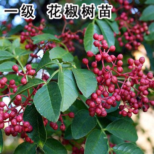 九叶青花椒苗树盆栽地栽当年结果食用藤椒苗大红袍麻椒果树苗包邮