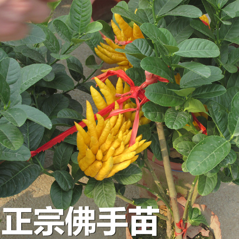 阳台室内盆栽庭院花卉 金佛手树苗 千佛手瓜水果树苗木当年结果