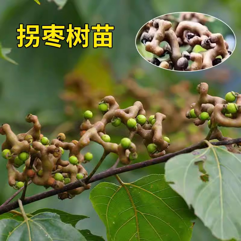 拐枣树苗 万寿果苗 鸡爪梨苗金钩子 鸡爪子 大甜品种接果树苗