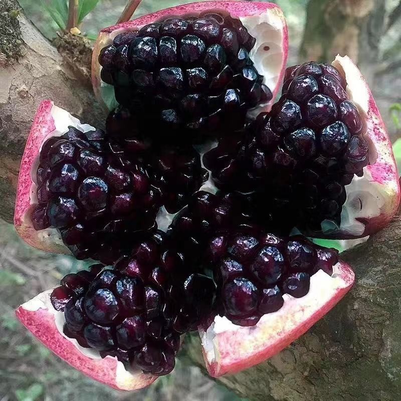 石榴树苗黑石榴苗南方北方种植盆地栽果树当年结果