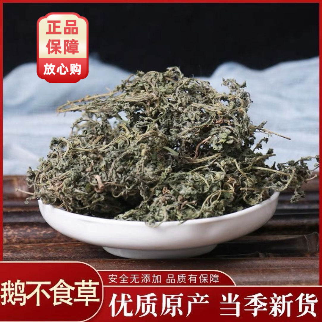 鹅不食草中药材鹅不吃草野生新鲜