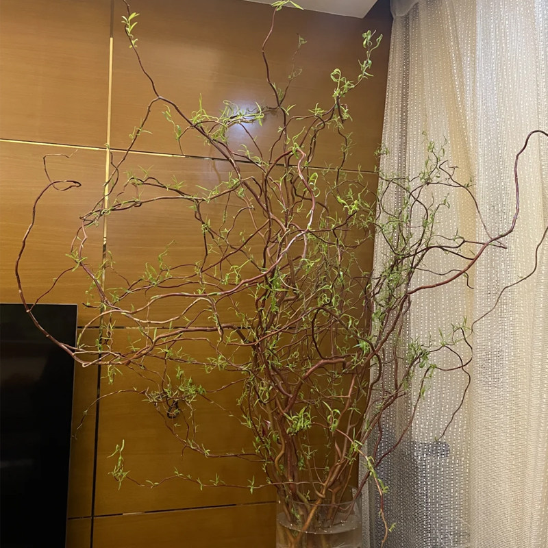 进口德国金龙柳鲜切枝水培水养室内办公格调设计摆设鲜花顺丰包邮