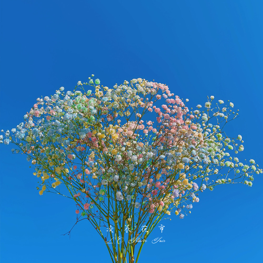 勿忘我满天星凌晨花市鲜切花包邮图片
