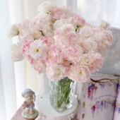 洋桔梗龙胆鲜花水养家用插花办公花束新鲜直批 包邮 北京同城可闪送