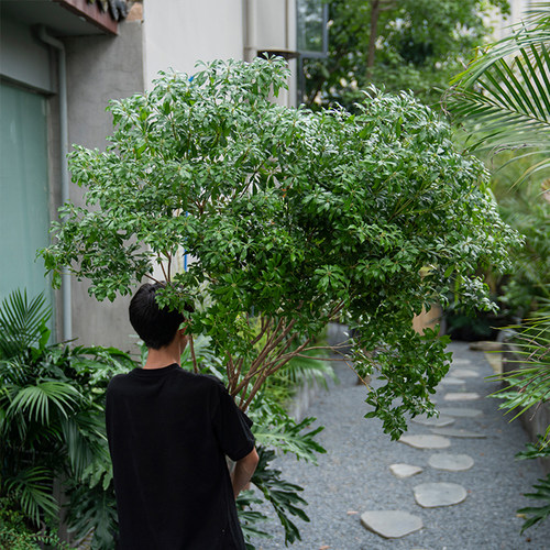 日本进口马醉木水培植物鲜切枝条室内客厅水养绿植北欧风顺丰包邮