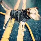 比特杜高狗护甲猛服犬护 衣 服新品 打野猪装 秋 2019猎犬防服 正品