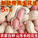 2025新货山东大粒带壳花生5斤新晒干农家新鲜生长粒花生米可种植
