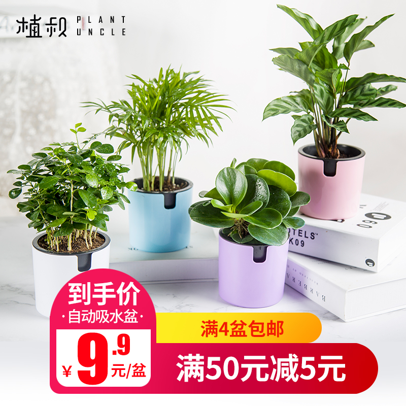 樹的秘密生活