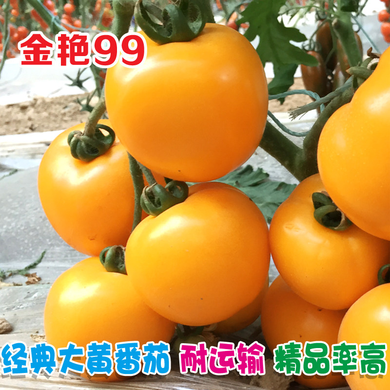 黄番茄种子苗金艳大黄柿子种籽秧苗沙瓤西红柿种孑好吃大四季