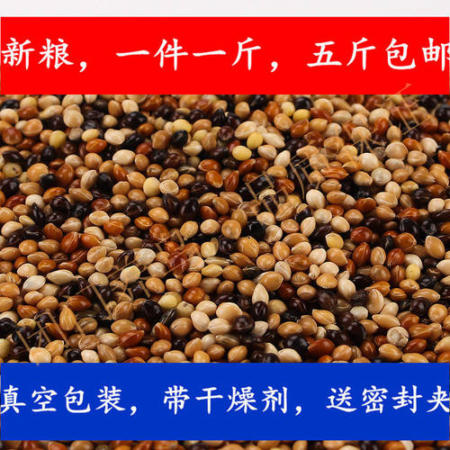 黑白红黄糜子混合鹦鹉鸟粮新粮