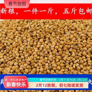 新谷子带壳小米粟谷鸟食黄谷子东北谷子小鹦鹉粮五斤包邮一斤价格