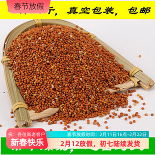 新红谷子 带壳小米 粟谷 鸟食谷子 东北新谷子 五斤链接
