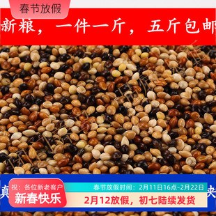 黑白红黄糜子5色混合虎皮鹦鹉鸟食鸟粮饲料一斤价格五斤包邮新粮