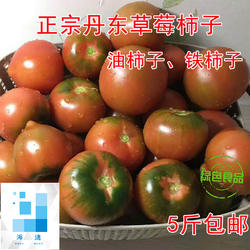 包邮新鲜丹东草莓柿子铁油柿子番茄柿子灯笼果无农药5斤装西红柿