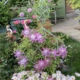 沐子哥庭院户外花园庭院铁艺创意花架铁线莲植物爬藤架