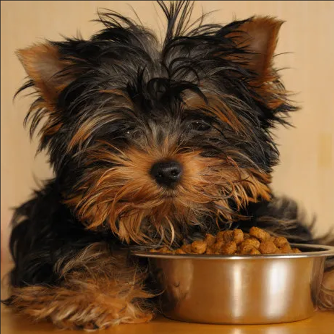 【常安特制】素食0肉粉多蛋白犬粮全阶段通用型低敏狗粮