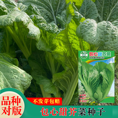 广东客家扁哈大肉甜芥菜包心大叶芥菜阳台菜盆栽蔬菜种做酸菜的菜
