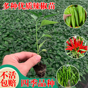 辣椒苗广东七彩椒青椒苗螺丝椒苗朝天椒苗小米椒苗线椒苗四季盆栽