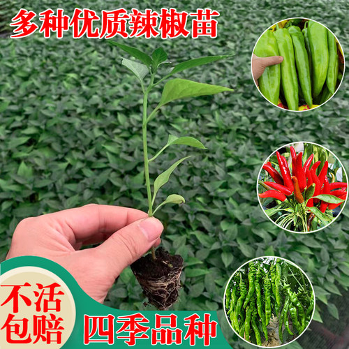 辣椒苗广东七彩椒青椒苗螺丝椒苗朝天椒苗小米椒苗线椒苗四季盆栽