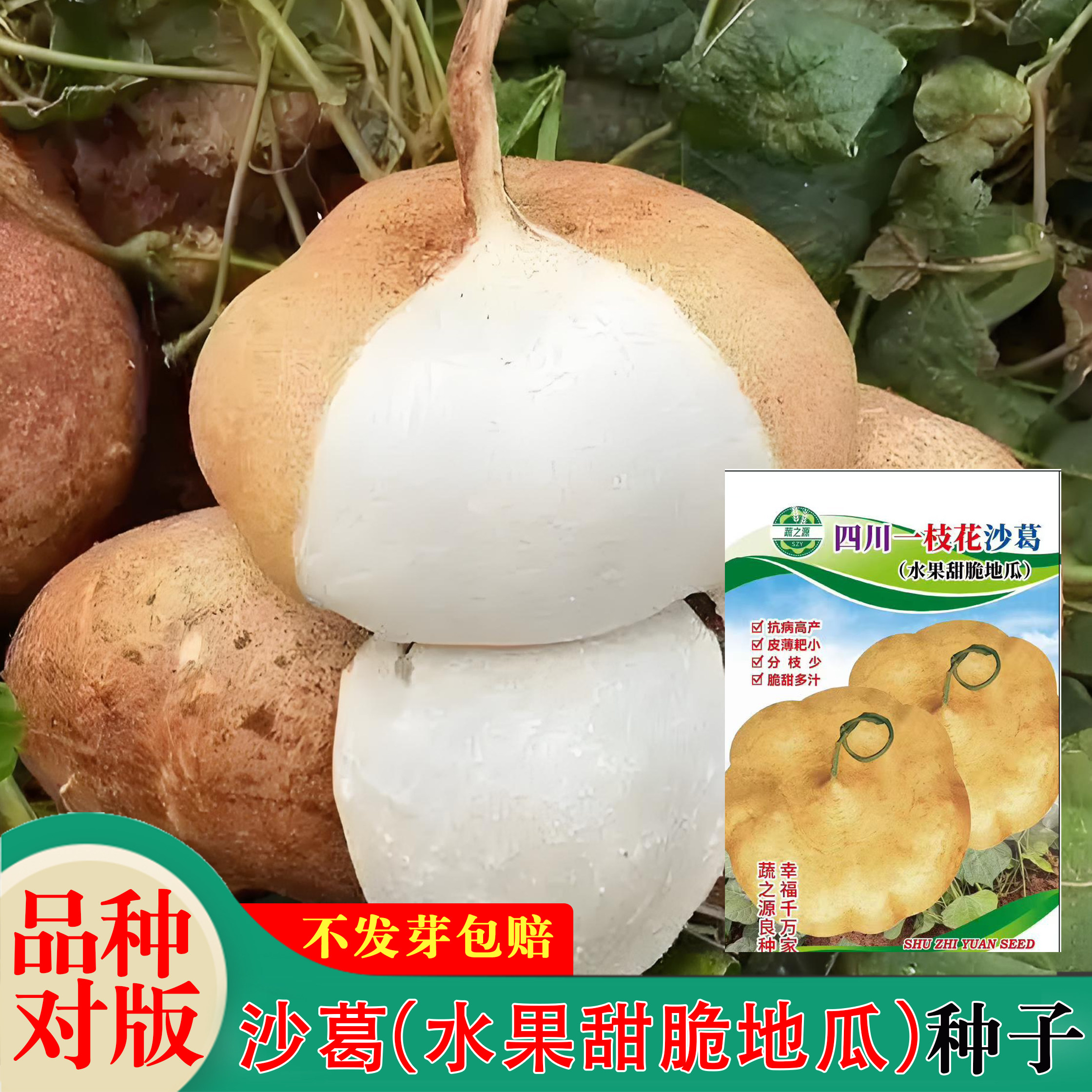 水果地瓜沙葛细耳沙葛种子蔬菜种孑农家大田凉薯凉瓜种子庭院脆甜