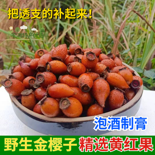 现摘野生新鲜金樱子全红果泡酒中药材刺梨金英子糖罐子山石榴鲜果