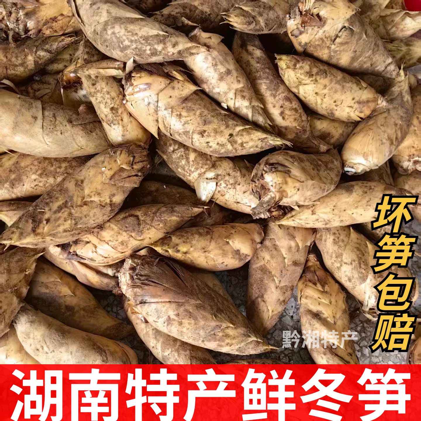 现挖湖南野生黄泥冬笋新鲜竹笋