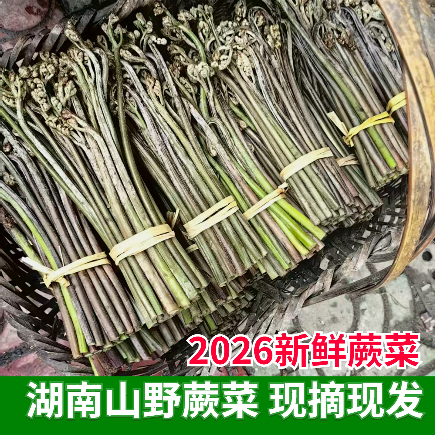 湖南特产荒山蕨菜新鲜蔬菜当季山野蕨菜水蕨菜阙菜龙爪菜甜蕨菜