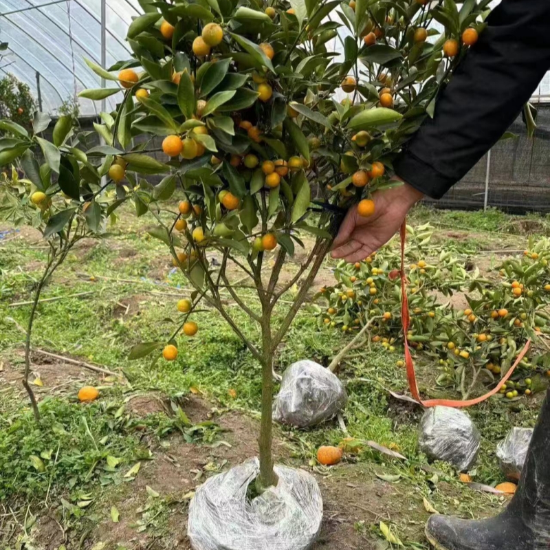 脆皮金桔盆栽可食用带果带土发货盆栽阳台室外橘子树苗南北方种植
