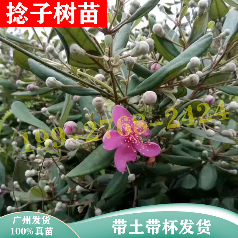 山捻子树桃金娘四季种植户外绿化观赏庭院盆地栽树苗当年结果包邮