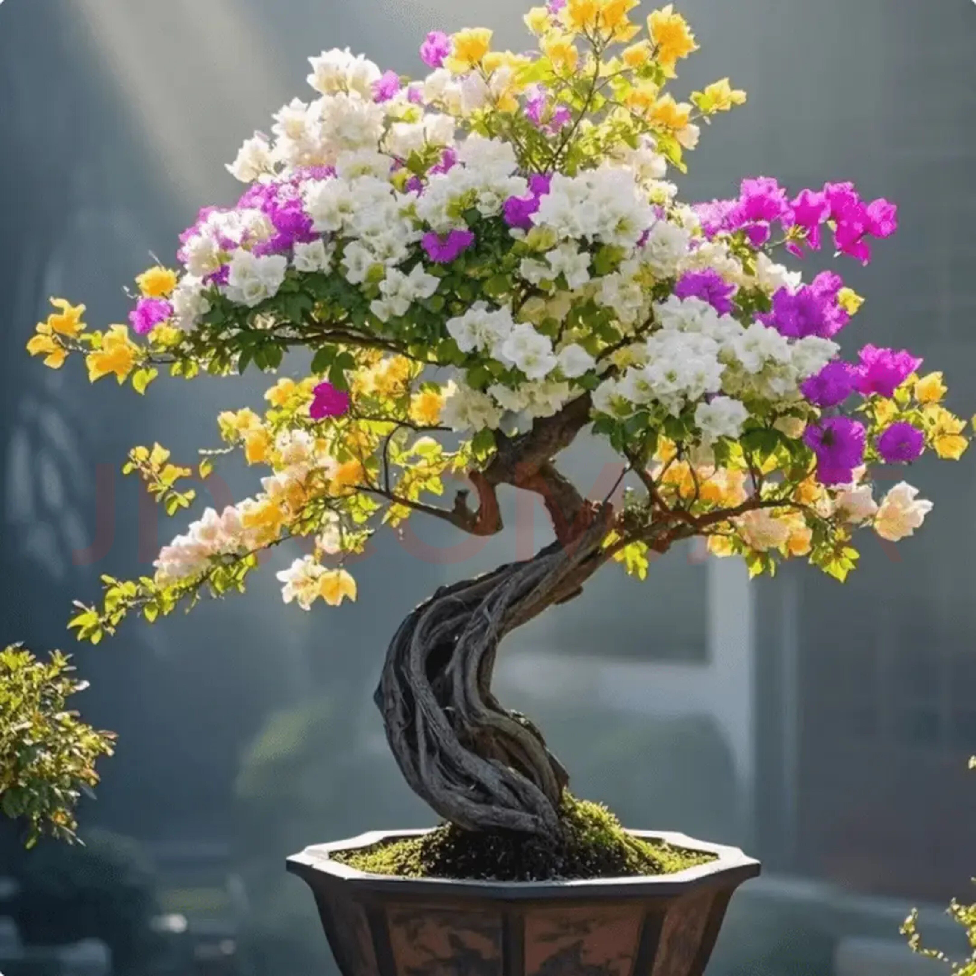 新品三角梅五彩孔雀盆栽爬藤重瓣植物开花卉室内外阳台庭院树苗