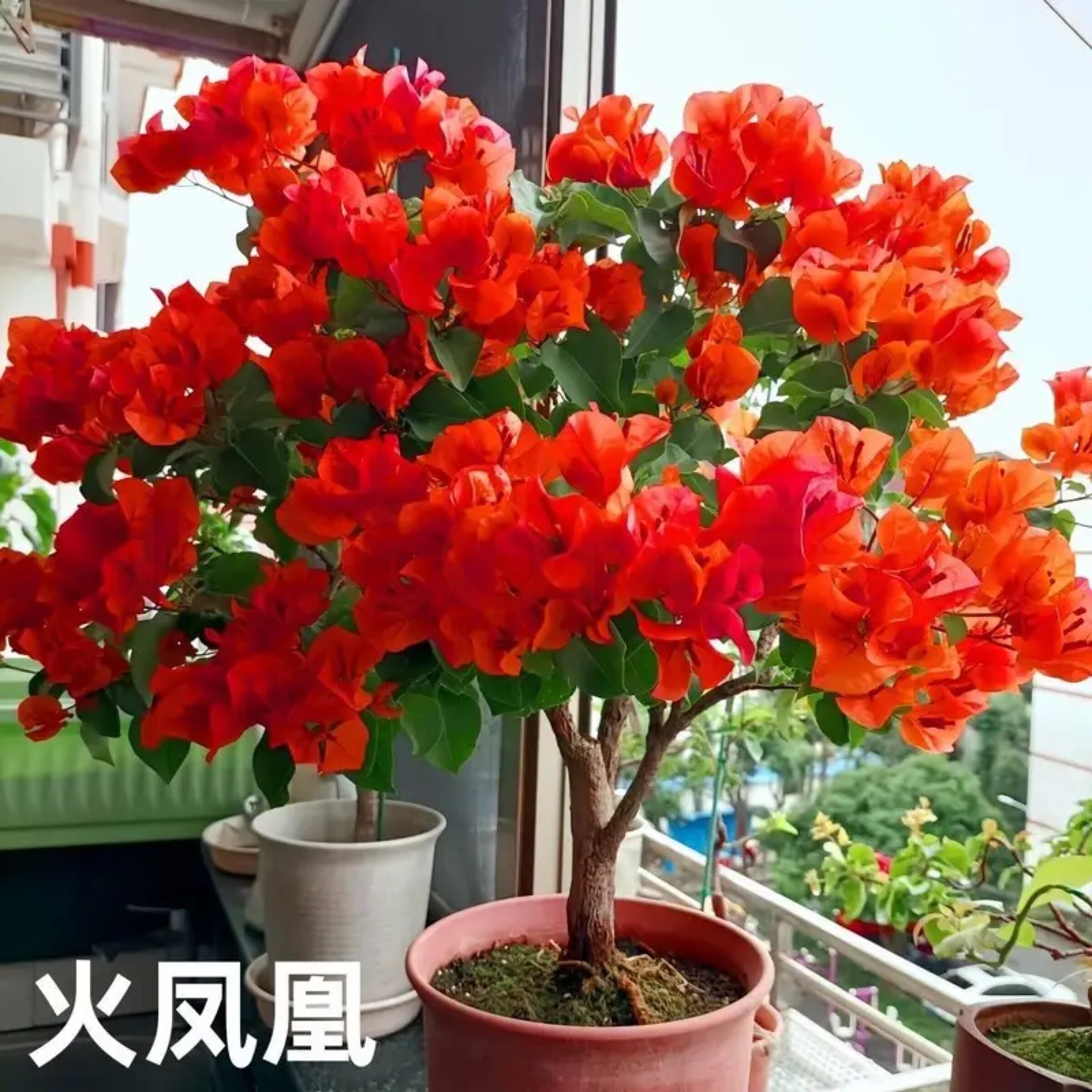 新品三角梅盆栽稀有品种勤花庭院重瓣垂丝飘枝阳台室内花卉植物