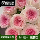 洛神玫瑰花鲜花云南基地直发家用鲜花花瓶插花鲜切花水养花束礼物