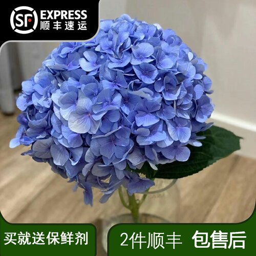 水养绣球鲜花云南直发