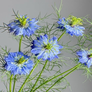 黑种草鲜花速递云南斗南基地直发水养花家庭婚庆花店办公室插花