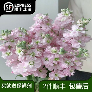 紫罗兰浅粉色鲜花云南昆明基地直发家用水养插花婚庆花束鲜切花