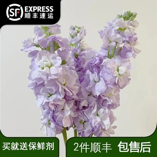 鲜花紫罗兰鲜花云南昆明基地直发家用办公室水养插花瓶勿忘我