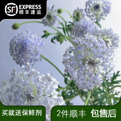 翠竹花鲜花淡紫色翠珠鲜花鲜切花草花云南昆明基地直发包邮