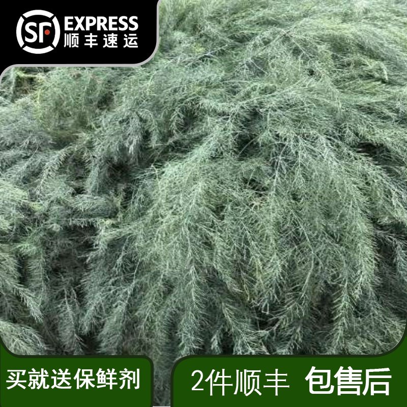 芦荀草鲜切枝水养芦笋草婚庆节日现场布置云南基地直发批发配草