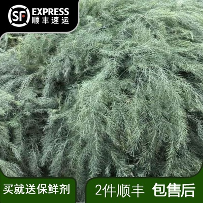 芦荀草鲜切枝水养芦笋草婚庆节日现场布置云南基地直发批发配草