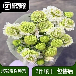 松虫草鲜花小众花材云南直发客厅插花配花配草水培真花鲜切花