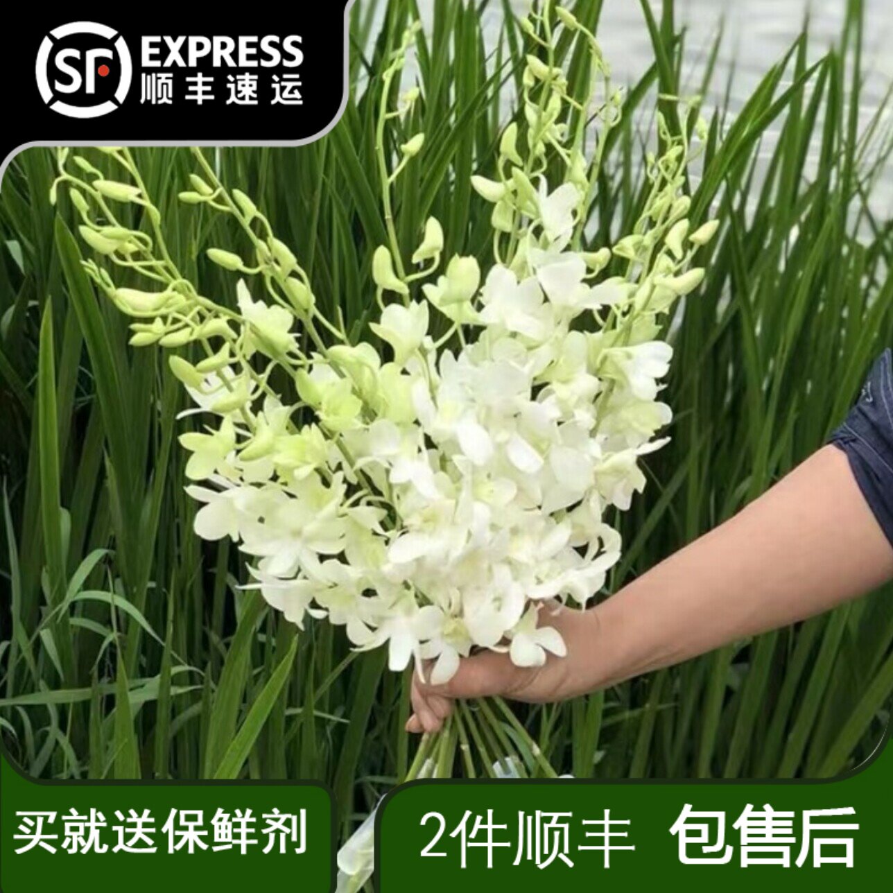 洋兰鲜花鲜切粉白紫色水培插花期超长云南基地直发家用室内婚庆