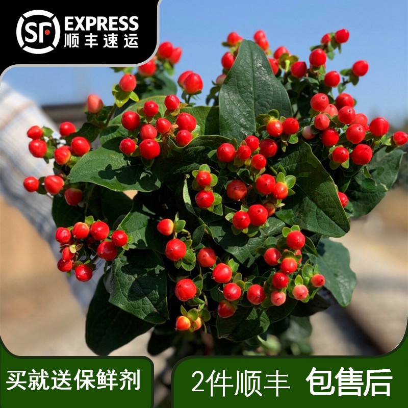 云南昆明红豆水养鲜花