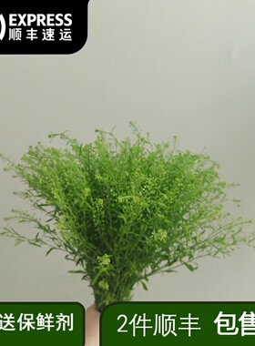 绿铃草云南直发直批昆明基地插花新鲜斗南水养花市花束配草小清新