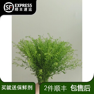 绿铃草云南直发直批昆明基地插花新鲜斗南水养花市花束配草小清新