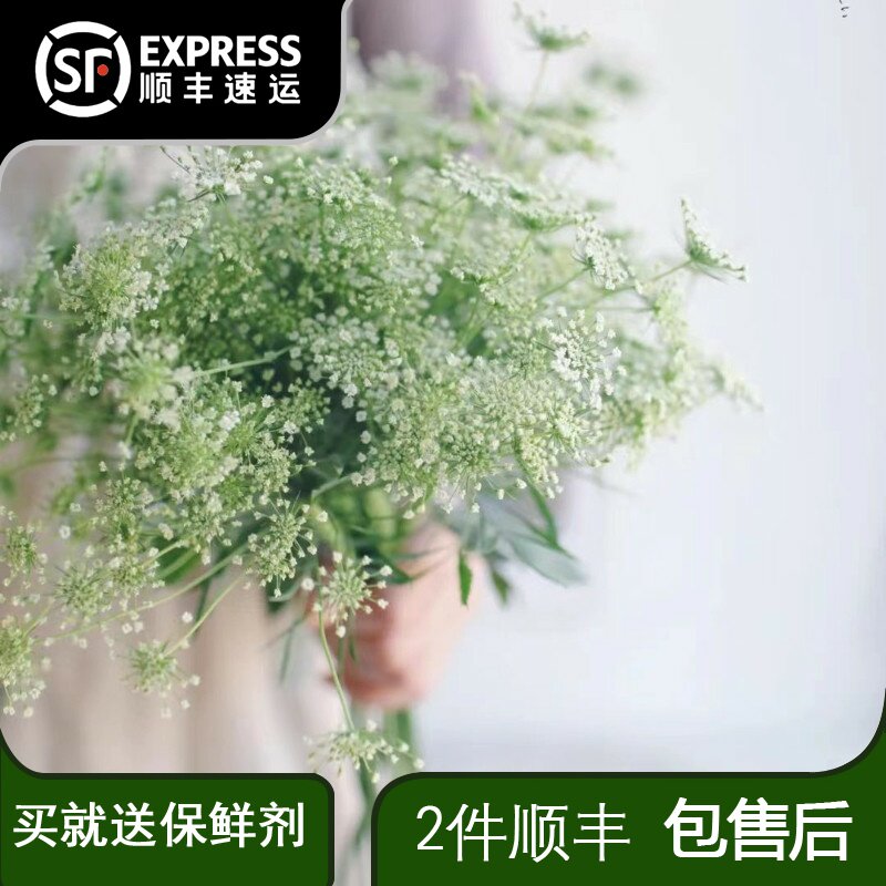 蕾丝鲜花云南昆明直发斗南基地直批家用插花水养花束婚庆配花速递