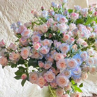 碎冰蓝折射泡泡鲜花云南昆明基地直发家庭插花新鲜清新水养插花