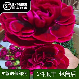 康乃馨红绸新鲜鲜切花云南基地直发桌面好养易活花期长婚礼