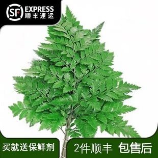 新鲜杨子叶高山羊齿草芒叶草叶蕨插花酒店西餐摆盘装饰花草10支
